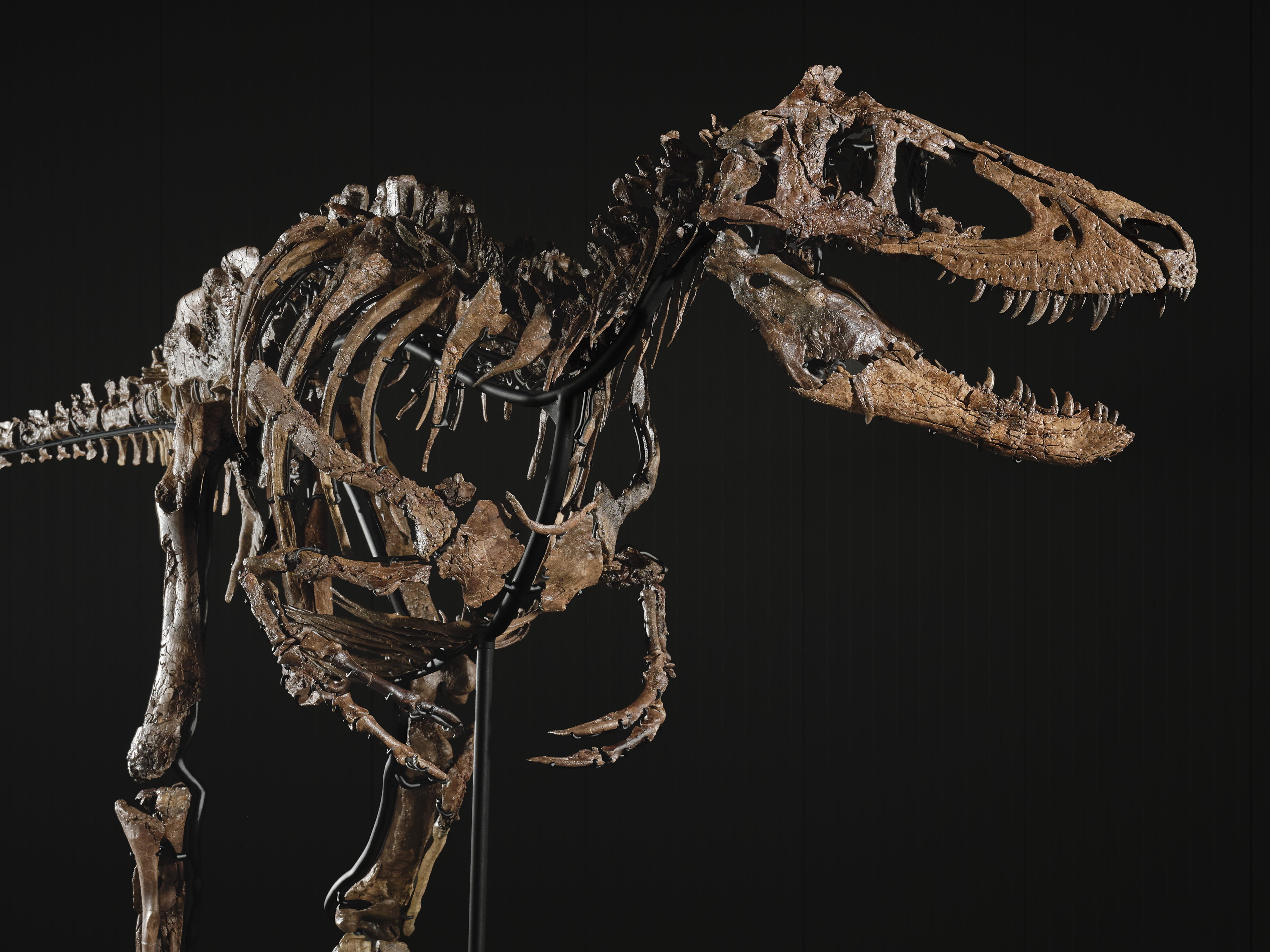 A close up of the Nanotyrannus skull of the specimen up for auction. 